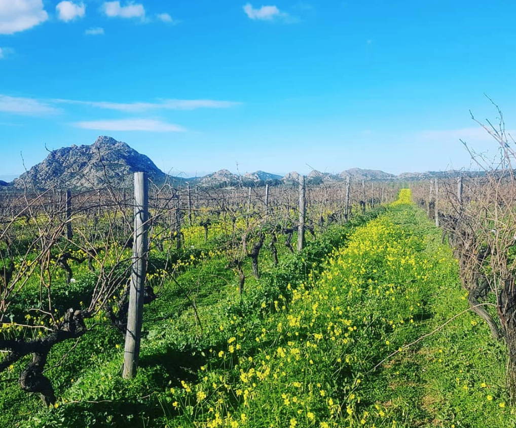 France, vin nature, rawwine, organic wine, vin bio, vin sans intrants, bistro brute, vin rouge, vin blanc, rouge, blanc, nature, vin propre, vigneron, vigneron indépendant, domaine bio, biodynamie, vigneron nature, cave vin naturel, cave vin, caviste, vin biodynamique, bistro brute, Quimper, Finistère , corse, domaine giacometti