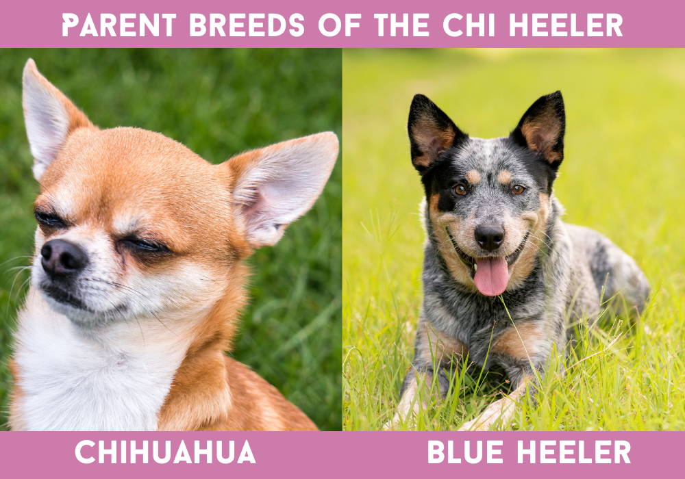 blue heeler and chihuahua mix