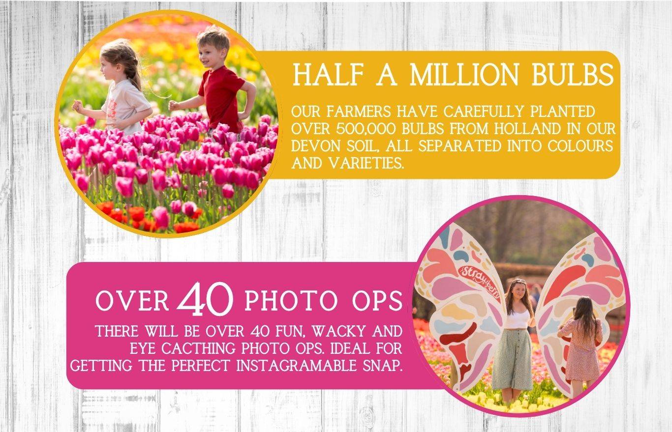 Experience Tulip Fest 2026 - the South West’s original and largest tulip festival. Explore over 500,000 blooms, 60 vibrant varieties, stunning photo spots, family-friendly entertainment, and a touch of Holland in the heart of Devon. Don’t miss this spectacular spring event!