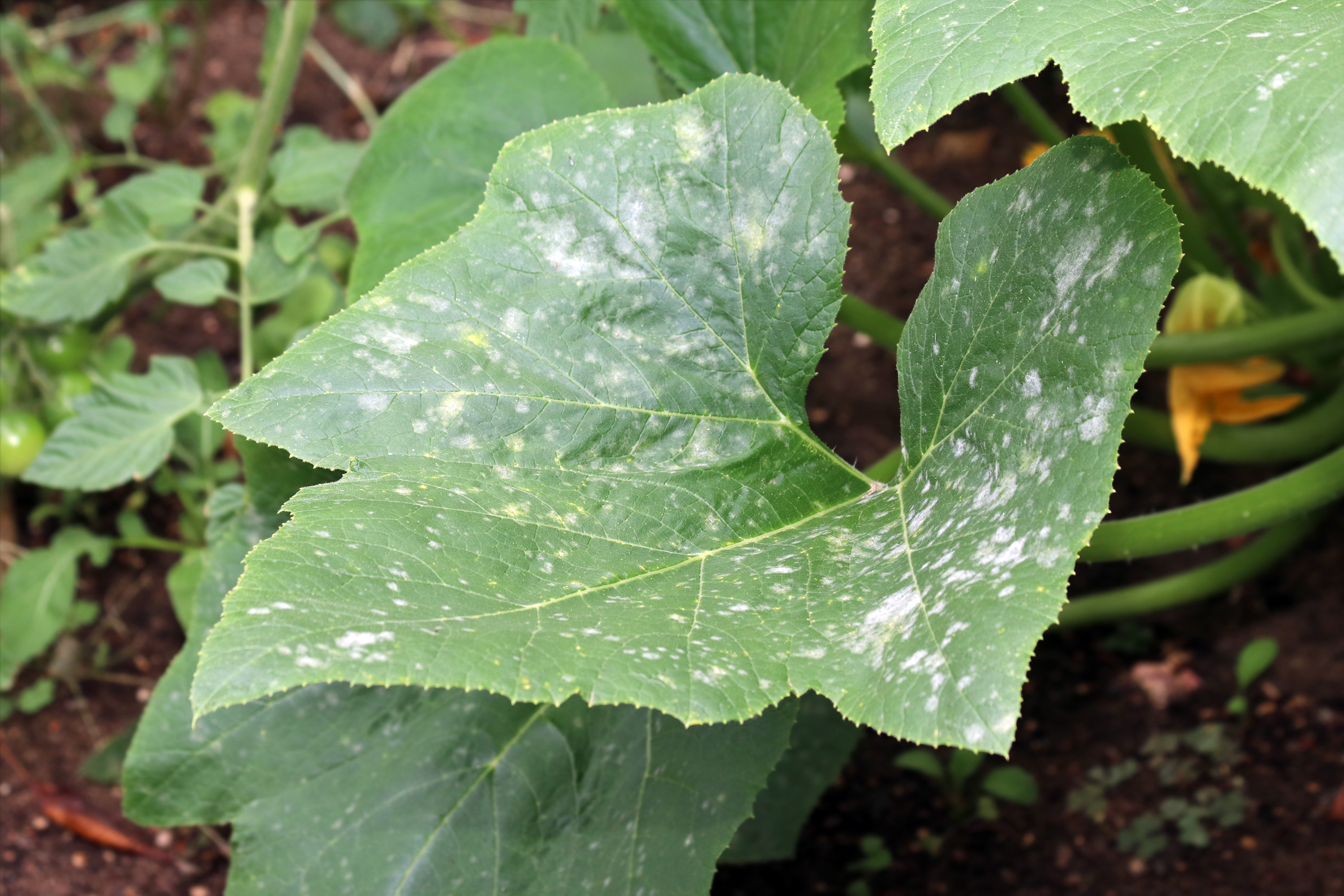 A zucchini plant with powdery mildew on the leaves