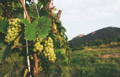 Gros plan sur les vignobles alsaciens
