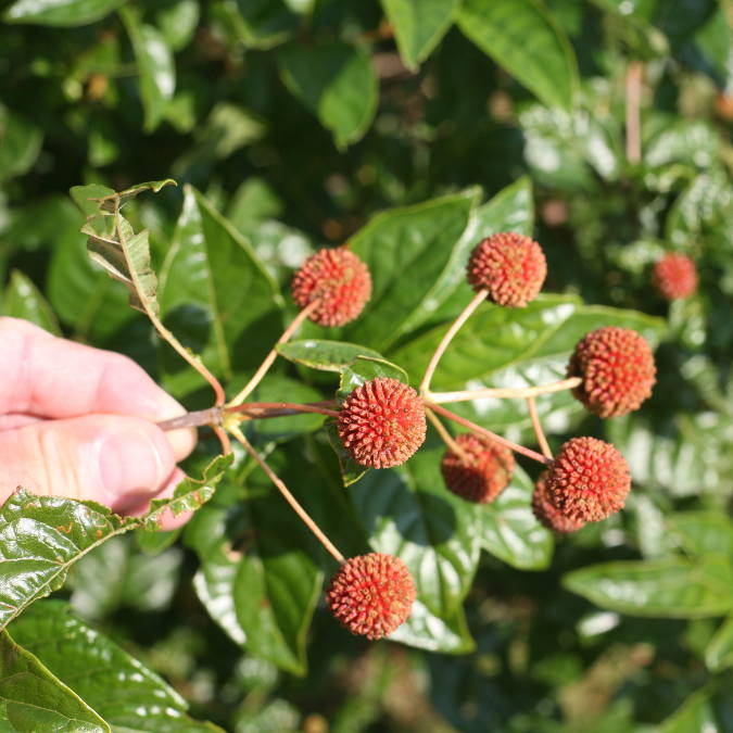 Red buttonbush flowers in the fall