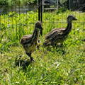 gypsy-shoals-farm-emu-chicks-playing-in-grass