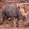 Baby rhino in the wild during golden hour