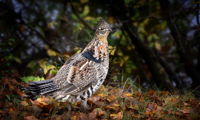 Upland Birds
