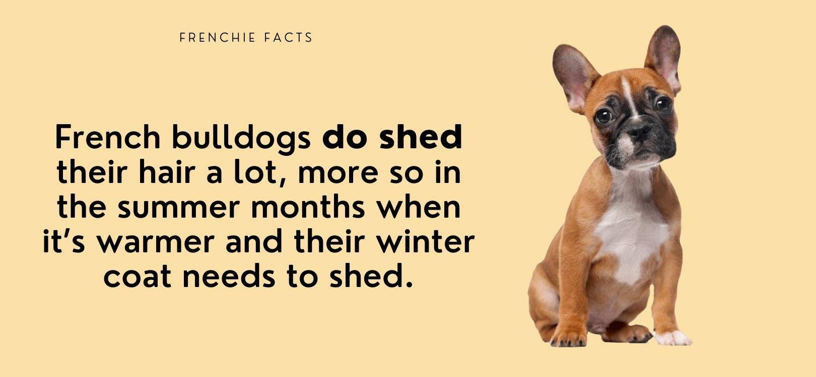 do french bulldogs shed a lot of hair?