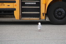 bus seagull pxb