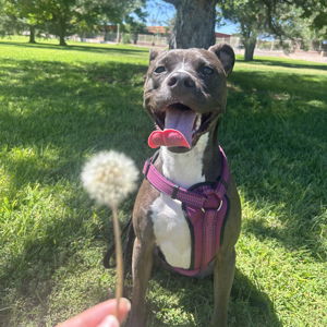 Daisy Doggy Dates