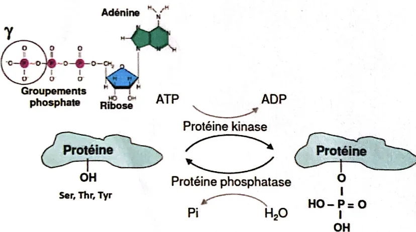 Schéma des modifications par phosphorylation des acides aminés hydroxyles