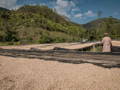 Kaffeebohnen auf erhöhten Trockenbetten vor bewaldeten Hügeln im Gakenke District, Ruanda.