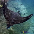 closeup of eagle spotted ray