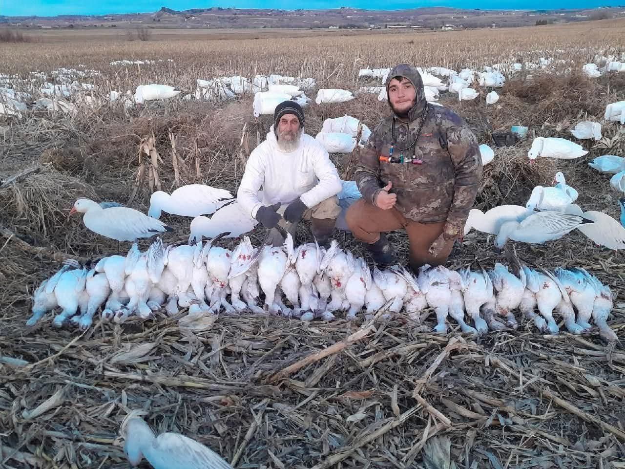 Two hunters in cornfield with snow geese
