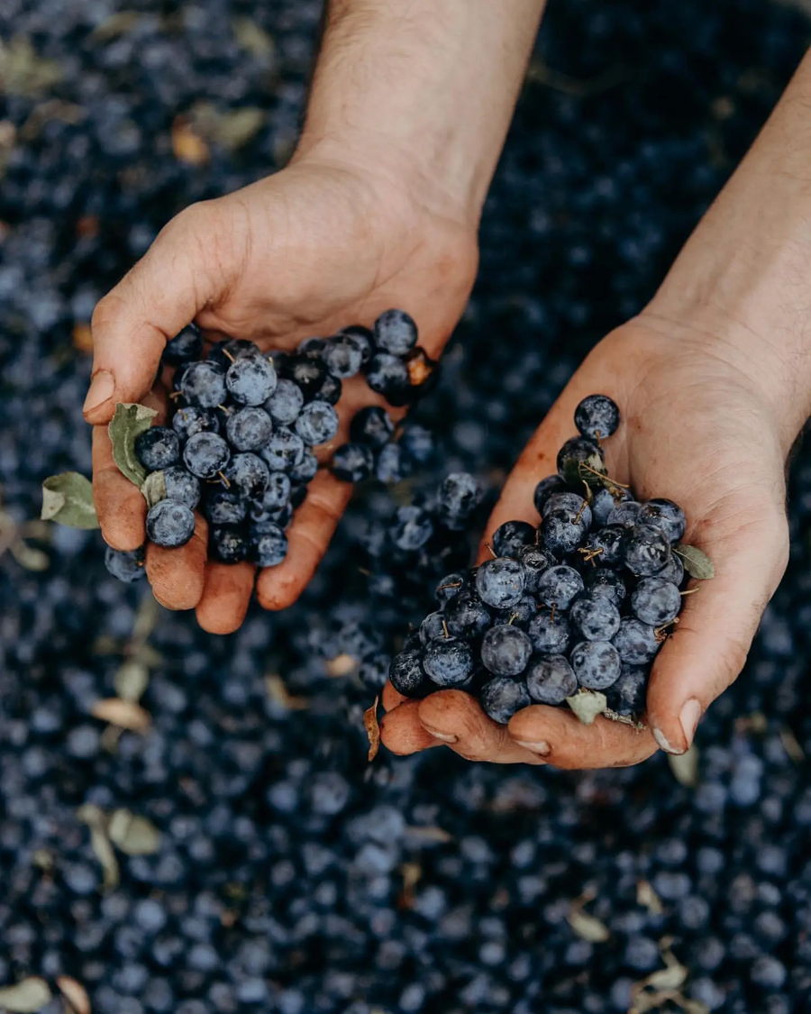 Prunelles sauvages récoltées pour l'élaboration du patxaran Egiazki