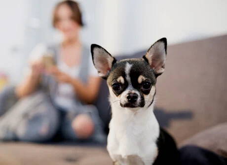 hypoglycemia symptoms in chihuahuas