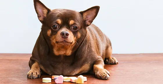 common health problems in chihuahuas