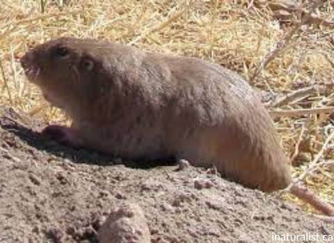 desert_pocket_gopher