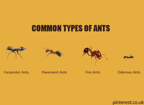 ant_species