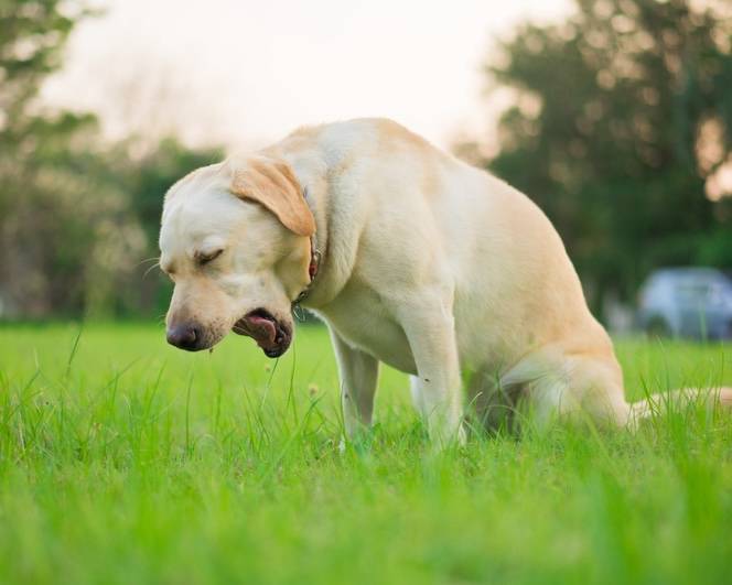 Dog standing in grass looking unwell