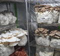 mushroom fruiting blocks growing in a fruiting chamber