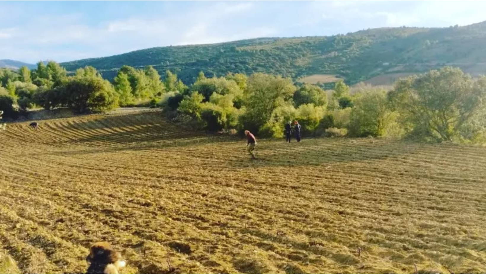 France, vin nature, rawwine, organic wine, vin bio, vin sans intrants, vin sans souffre, vin sans sulfites ajoutés, vin rouge, vin blanc, rouge, blanc, vin propre, vigneron, domaine bio, biodynamie, vigneron nature, vin biodynamique, raizin brut, Quimper, Finistère, Morbihan, corbières, roussillon, languedoc, les gragnotes, benoit, erika, paziols, zapoï, bourrasque, petit grain, sunset, syrah, grenache, roussillon, aude  