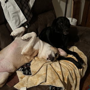 Our Pet Toy Fund