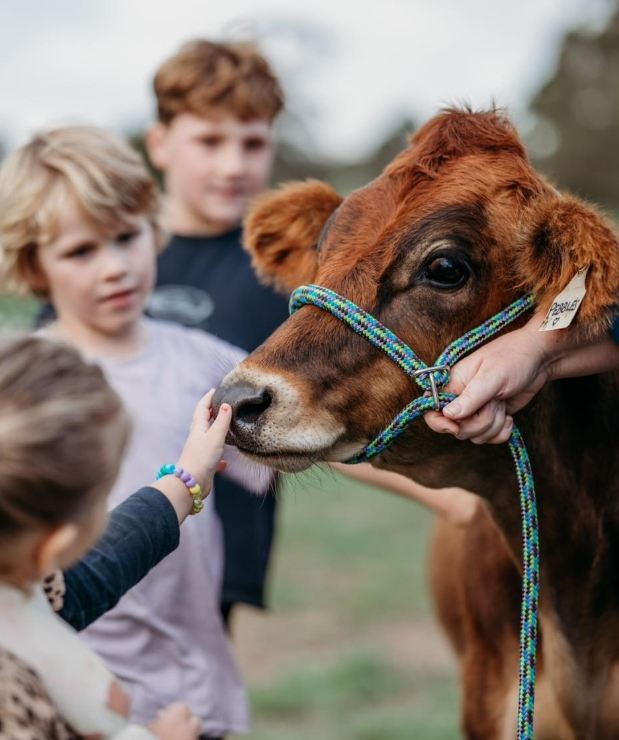 Gippsland Jersey - Voucher - Image 4