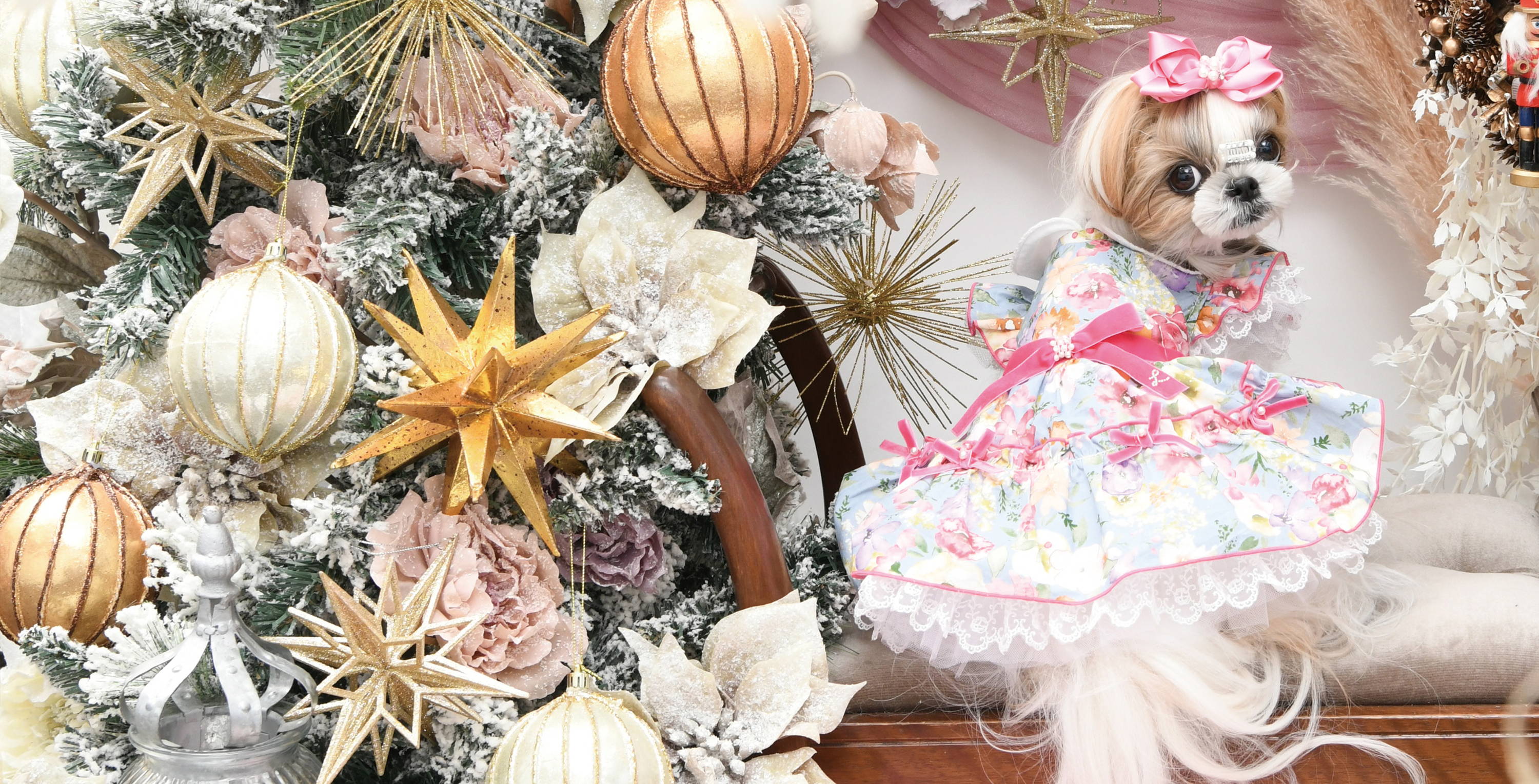 即日発送♡リュクスバーディ☆撮影会やお誕生日♡luxebirdie Luxebirdie(リュクスバーディ)|小型犬とのリュクスな生活を