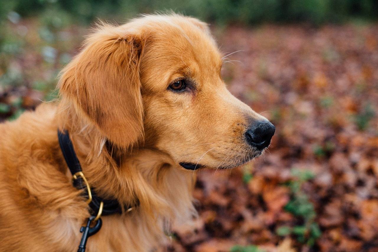 Häufig auftretende Krankheiten beim Golden Retriever