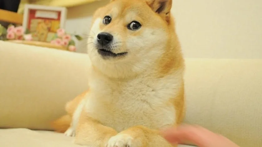 Kabosu, the rescue Shiba Inu dog in Japan that inspired the iconic “Doge” meme