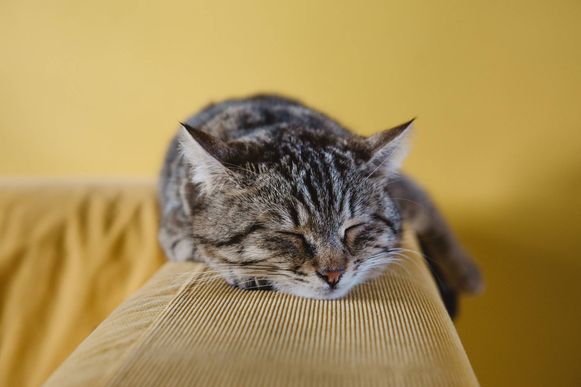 Acknowledge you deserve relaxation time - relaxing cat