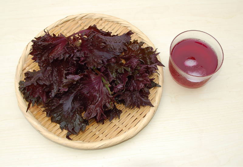 紫蘇茶とは