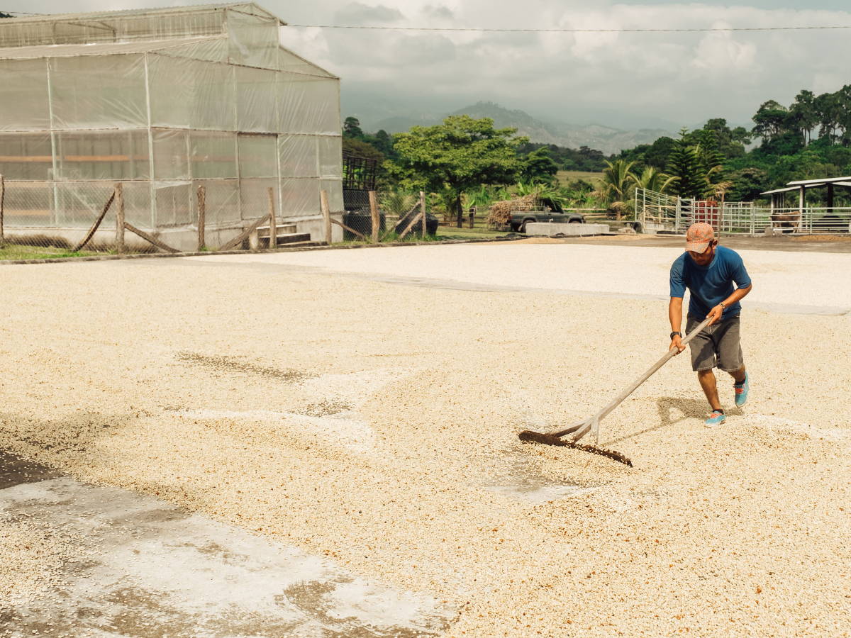 Man drying coffee on drying beds in Honduras