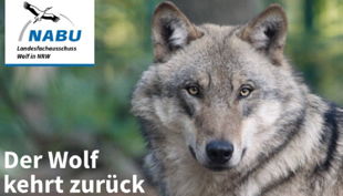 der wolf kehrt zurück titelbild