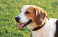 Hund sitzt auf der Wiese und hechelt in die Kamera