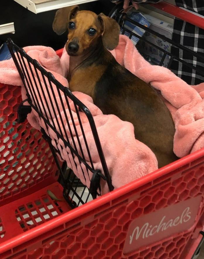 molly the wiener dog in a shopping cart 