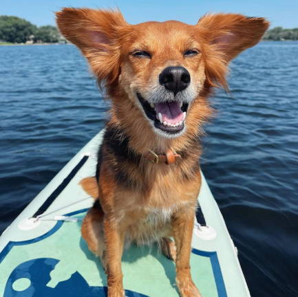 Funwater all around paddle boards support adult and a dog on sup boards in Canada calm lake