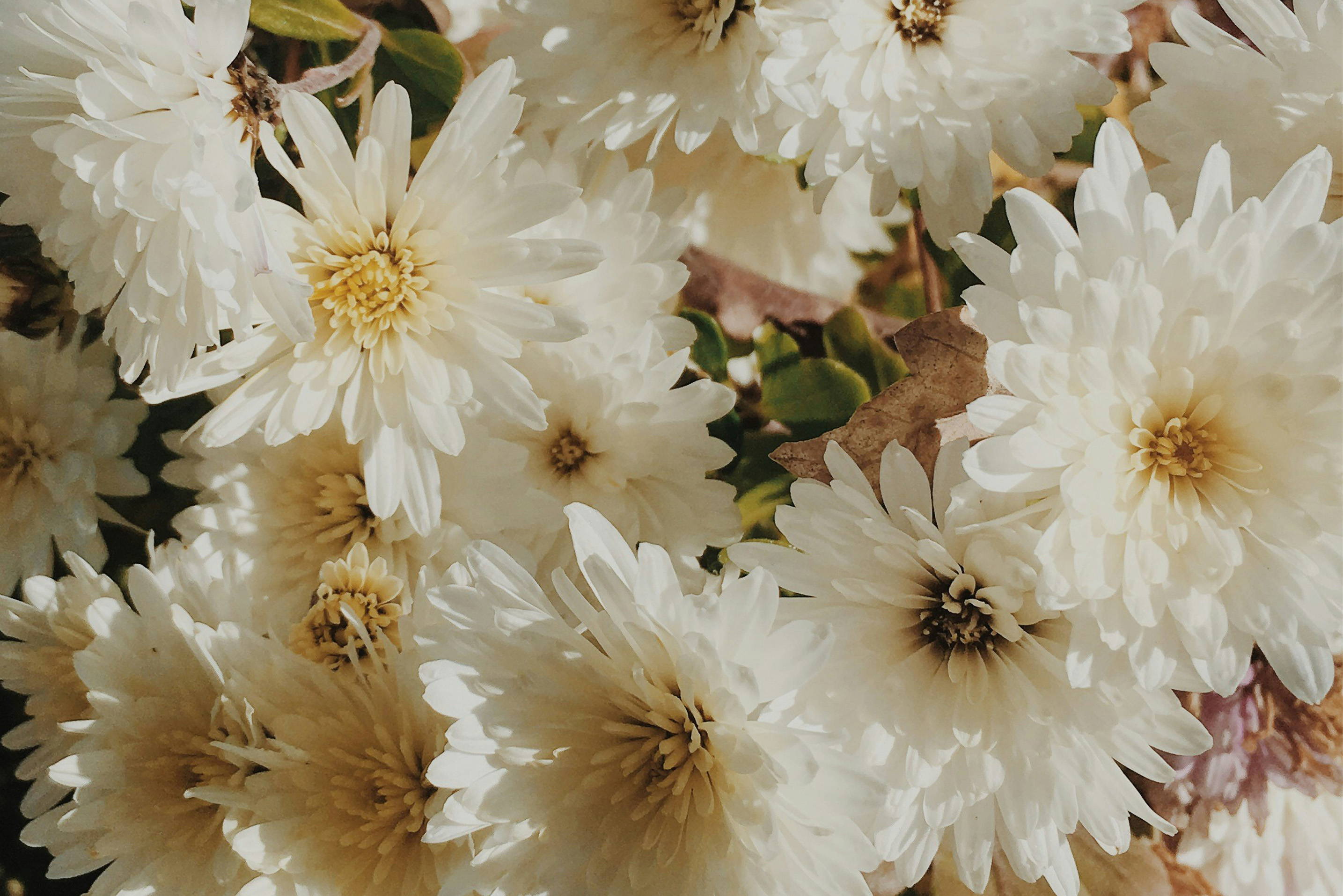 An image of white flowers in a field.