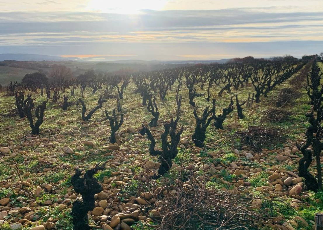 France, vin nature, rawwine, organic wine, vin bio, vin sans intrants, bistro brute, vin rouge, vin blanc, rouge, blanc, nature, vin propre, vigneron, vigneron indépendant, domaine bio, biodynamie, vigneron nature, cave vin naturel, cave vin, caviste, vin biodynamique, bistro brute, Quimper, Finistère , stéphane usseglio, domaine raymond usseglio, châteauneuf du pape, châteauneuf rouge