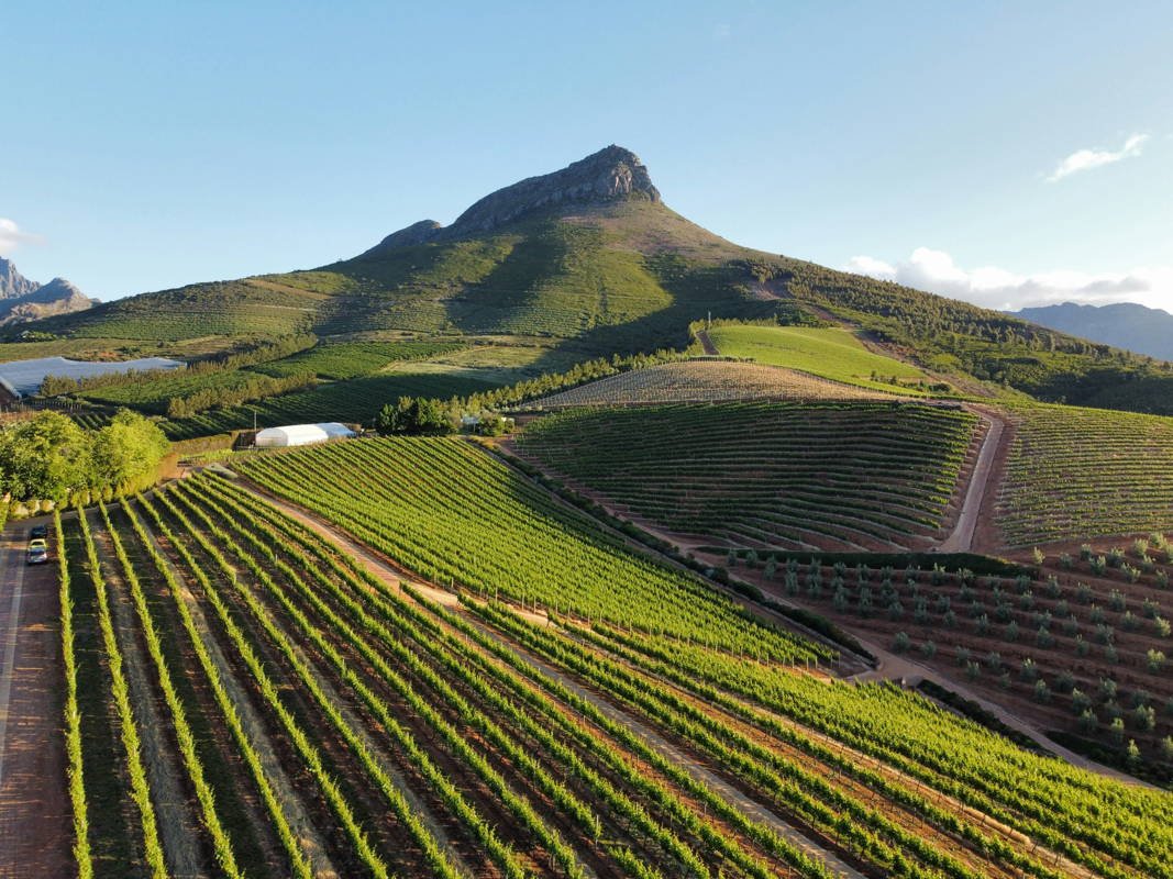 Vignobles en région du Cap, Afrique du Sud