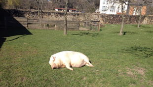 hofgut graue presse schwein sonnt sich