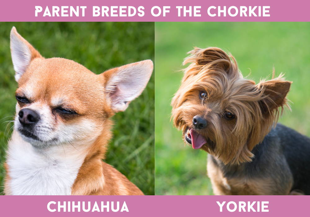 mix chihuahua and yorkie