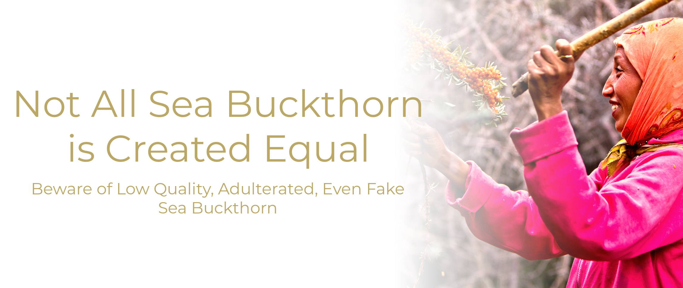 All natural sea buckthorn skin care