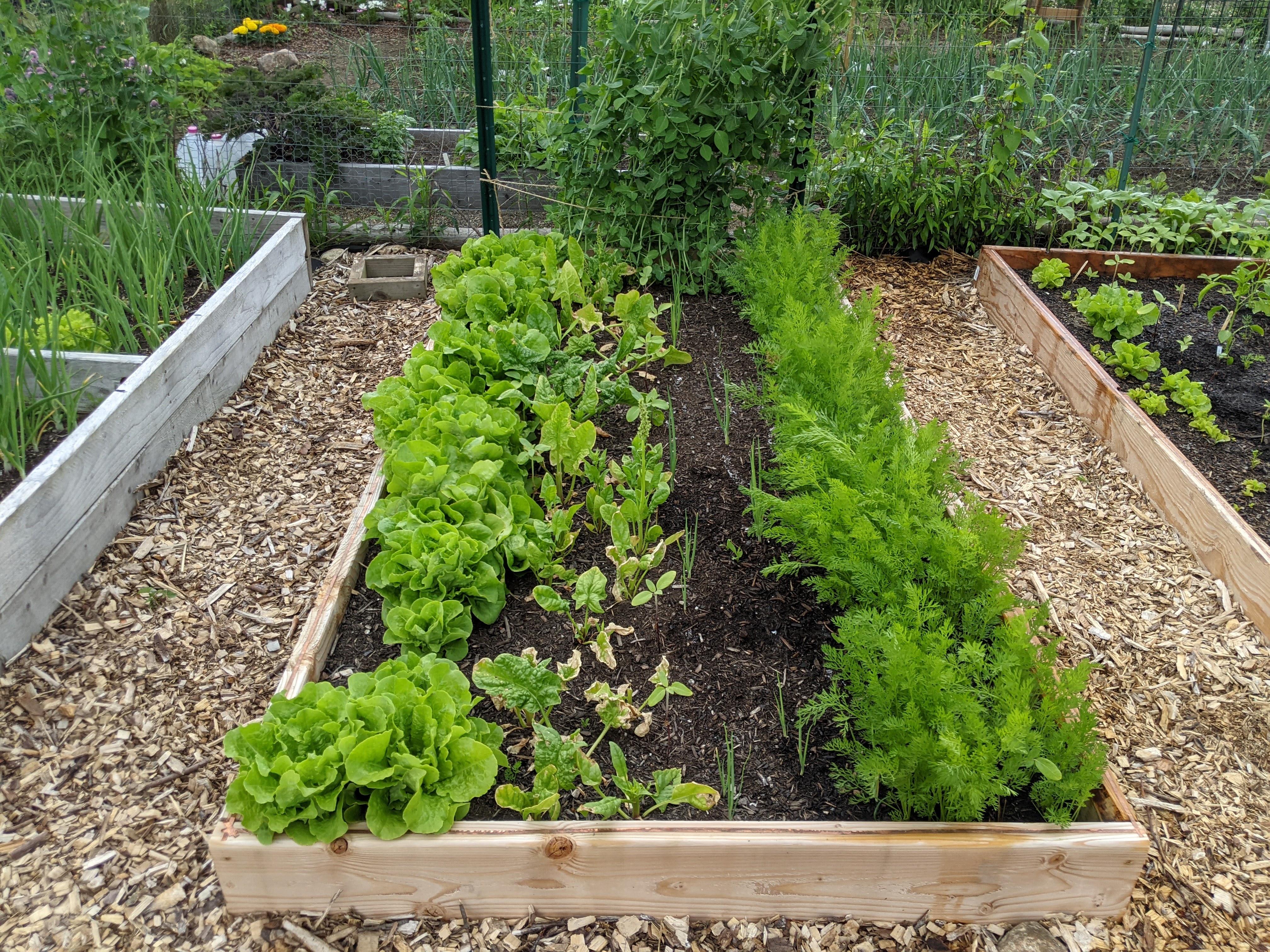 Vegetable plants in a raised bed in a community garden plot