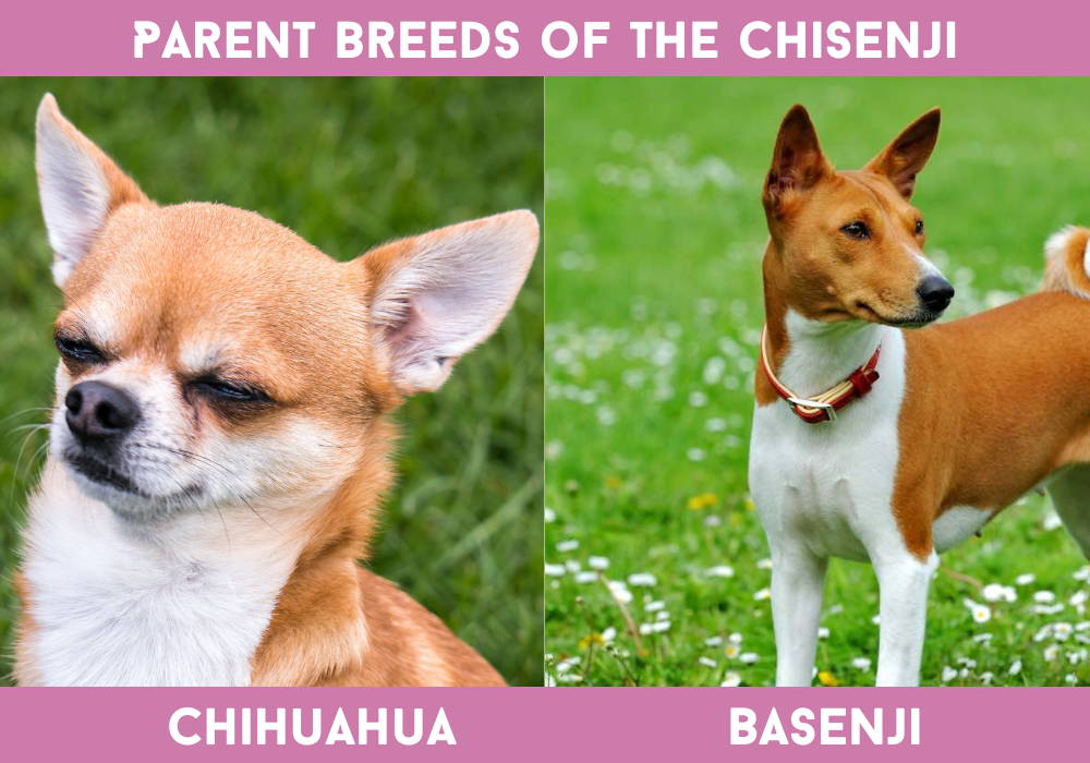 basenji chihuahua mix puppies