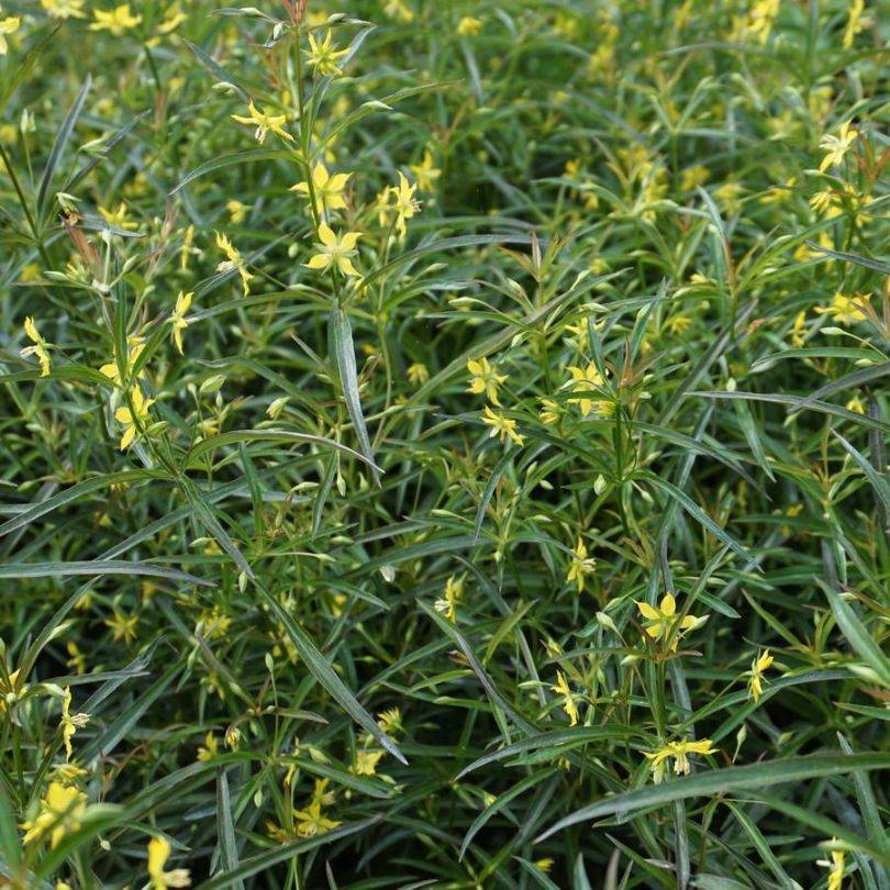 Close up image of lacy green foliage and dainty yellow flowers from lance-leaved loosestrife plants