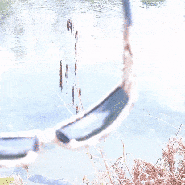 Grizzly Sunglasses Showing How They Can See Fish  In The Water
