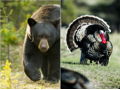 Montana Merriam’s Turkey and Black Bear Hunt for two with Silver Bow Outfitters