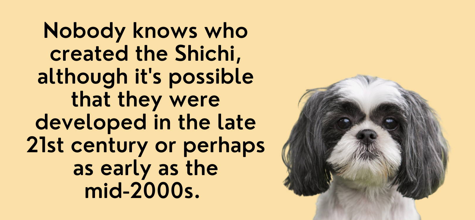 shichi dog