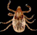 american dog tick nymph picture