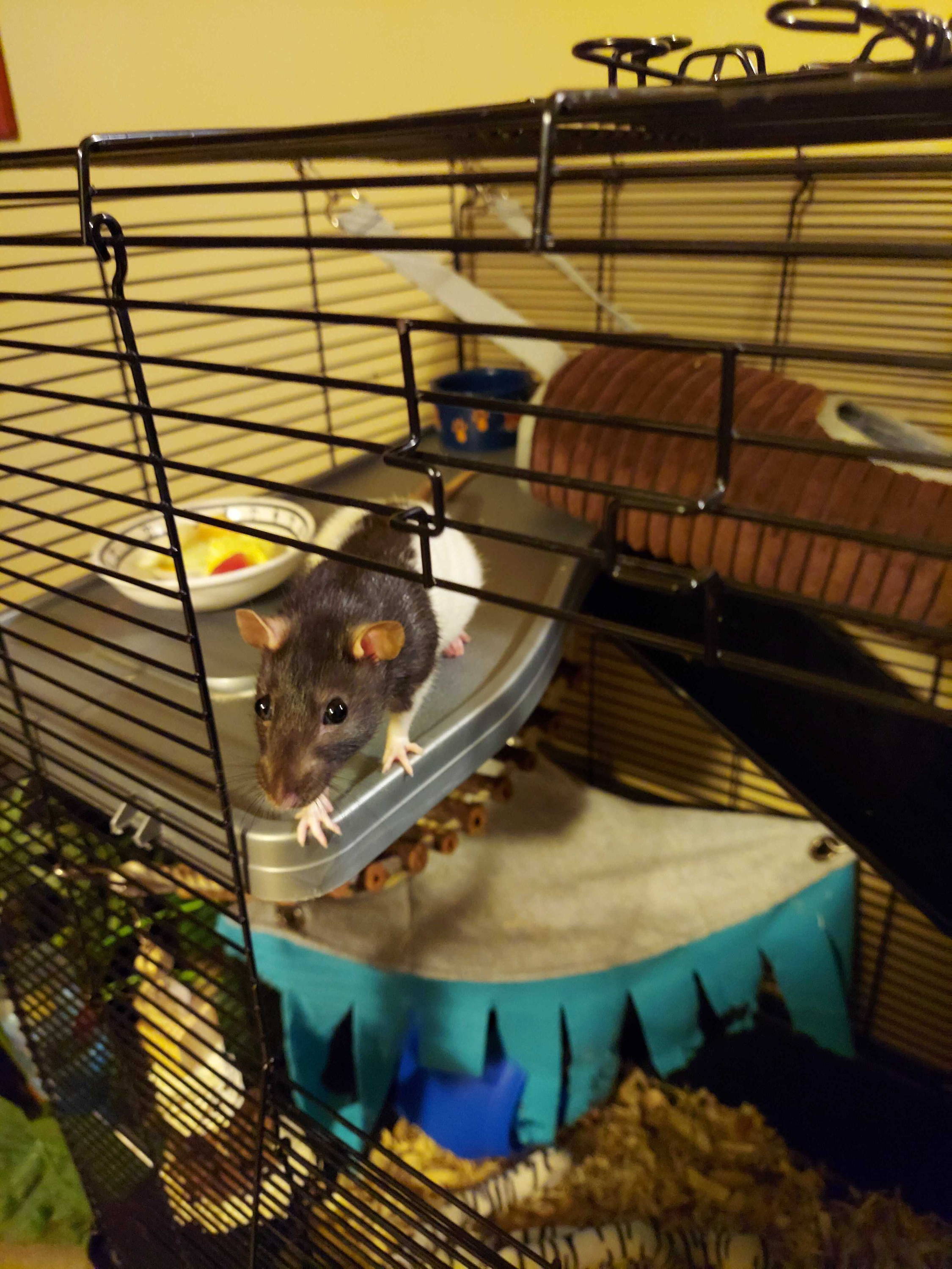 nani the fancy rat